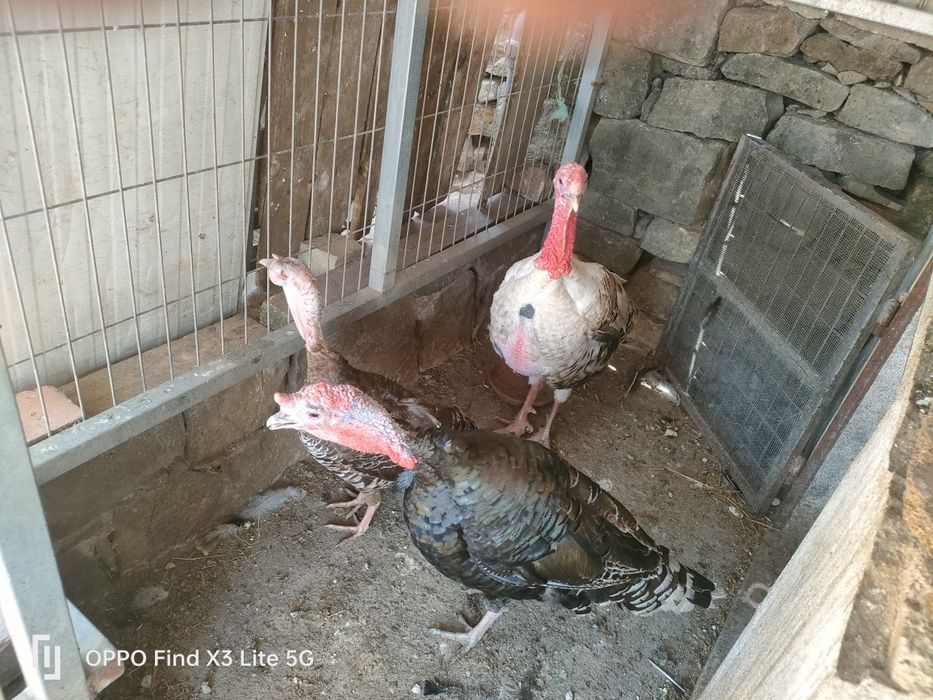 Galinhas, galos, perus, frangos, gansos.