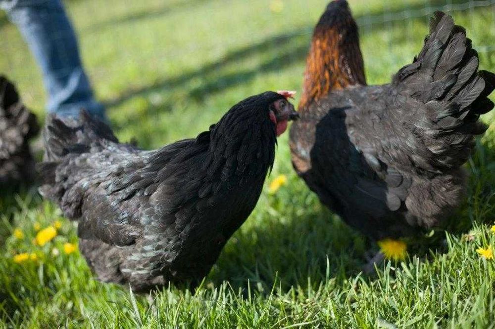 Kury kokoszki nioski rasy Rosa kolorowa na wybieg