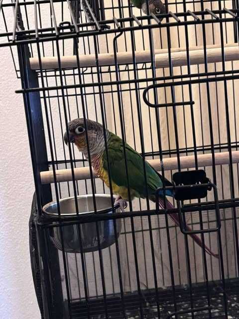 Pyrrhura moliae Australianos casal