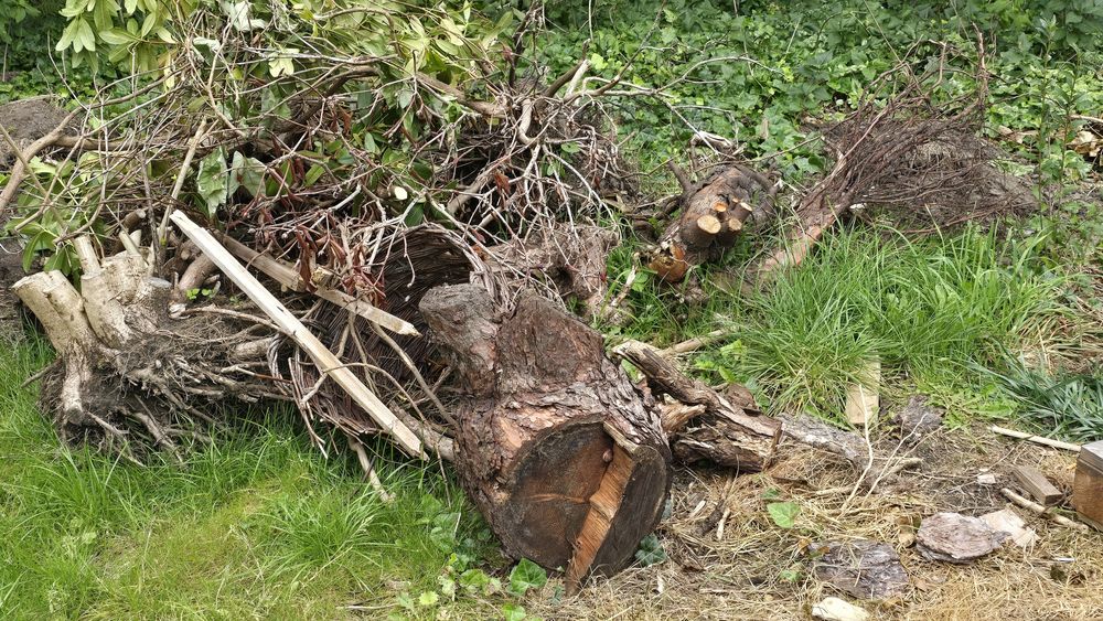 Oddam pocięte kawałki  drewna
