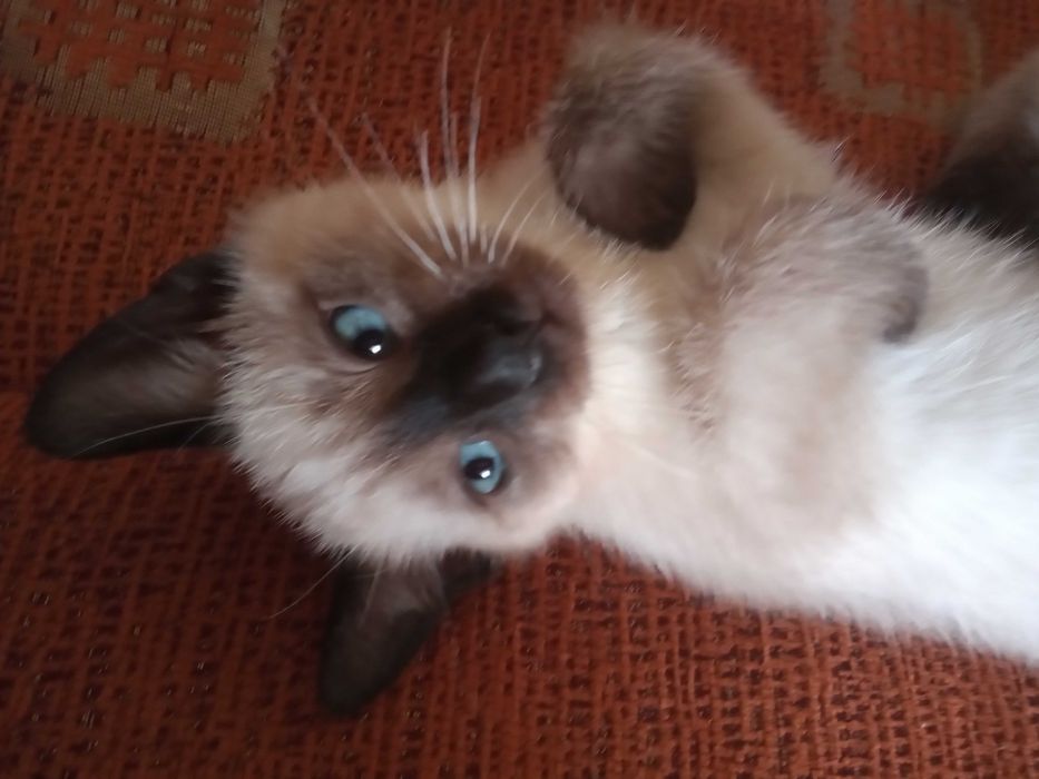 Kotek Syjam tajski maluch