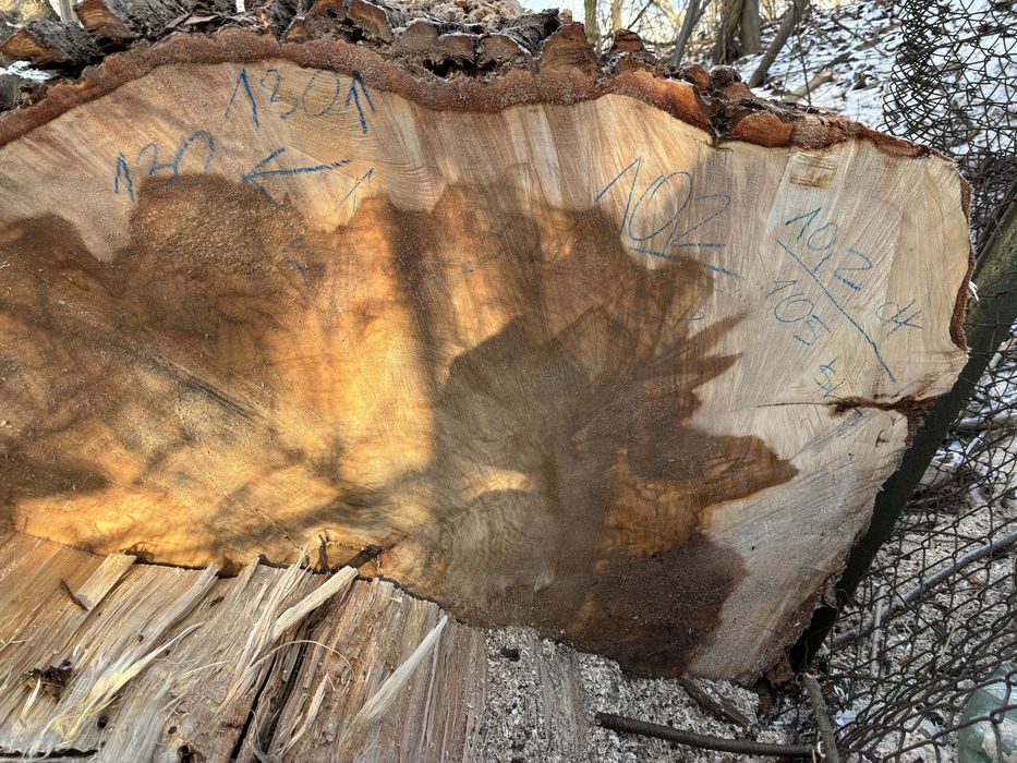 Topola drzewo tartaczne, dłużyca