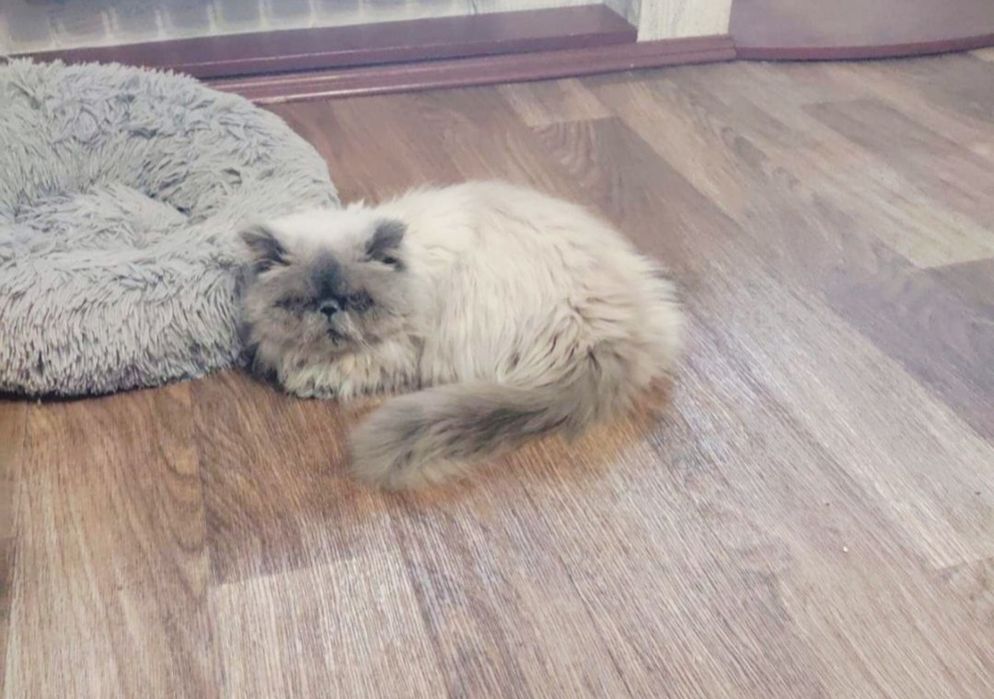 супер котики срочно