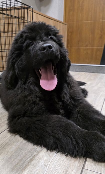 Nowofundland Wodołaz ZKWP FCI