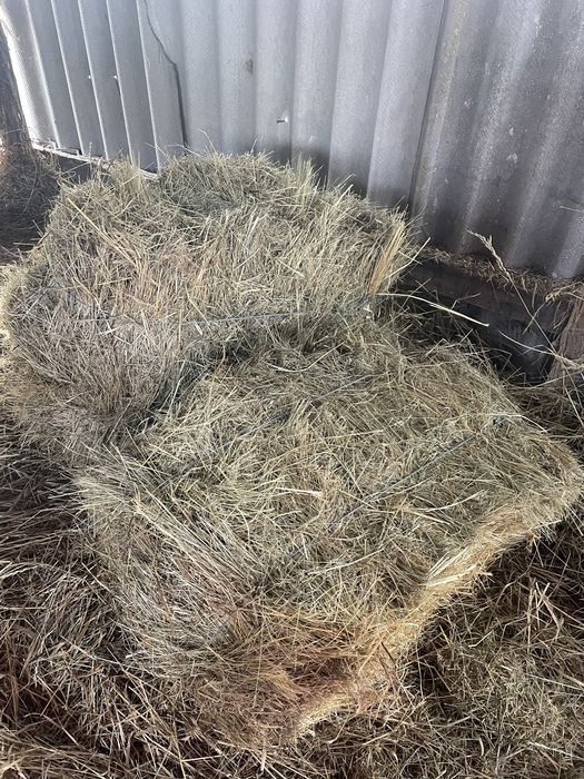 Продам сіно.