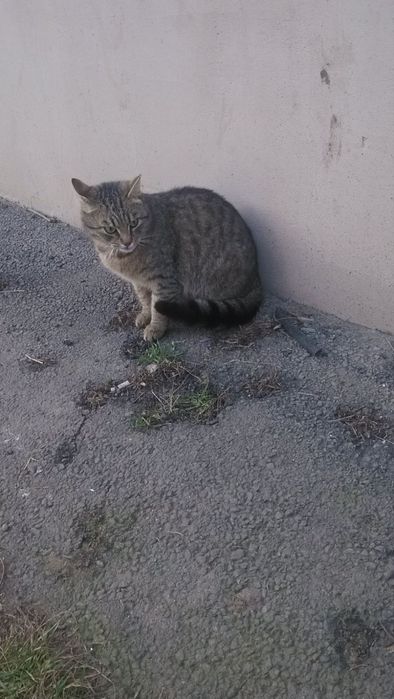 Котик чекає на люблячу родину