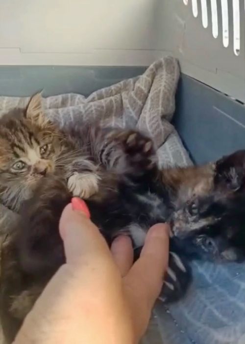 Gatinhas bebés para adoção responsáve
