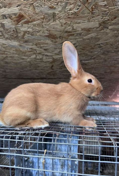 Кролі безкоштовно