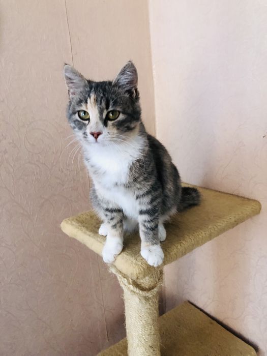 Найкраща киця в надійні руки