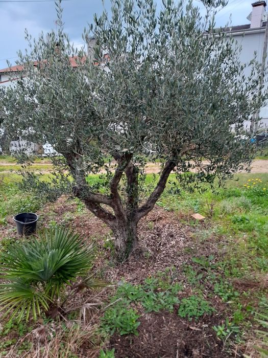 Oliveiras centenarias