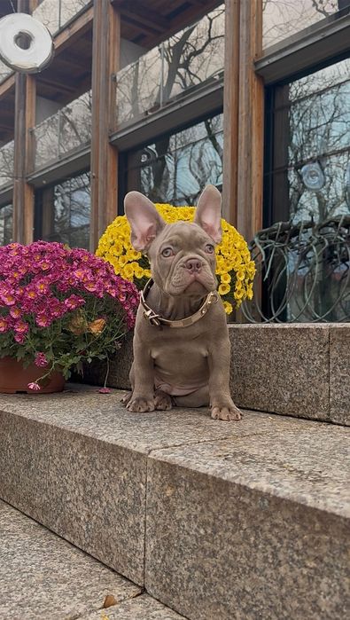 Buldog Francuski chłopak New shade Isabella