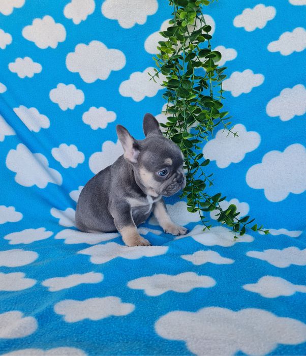 Estupenda menina blue Bulldog/Bouledog/Buldogue Francês de Qualidade