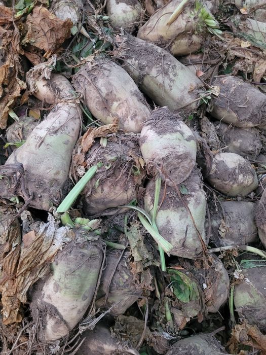 Sprzedam buraki pastewne
