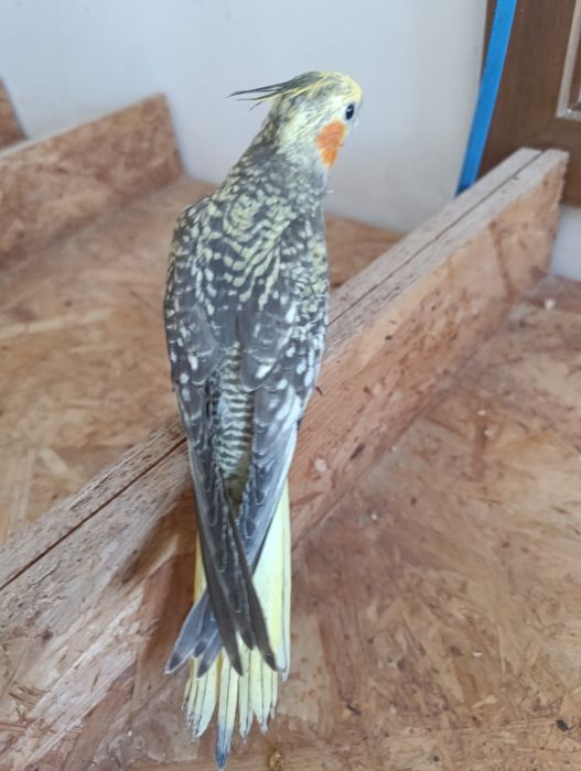 Caturras criadas à mão muito dóceis