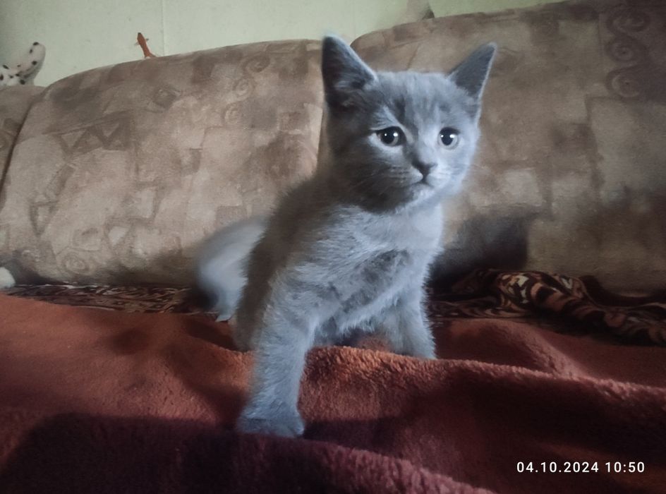 Продаю кошенят 3 штуки от вислоухой кошки йм по 2 місяця Зеленодольск