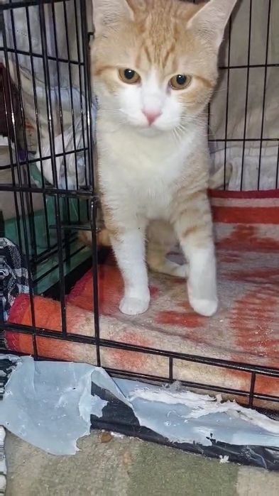 Отдам рыжего котенка, мальчик, 6 месяцев, кастрирован