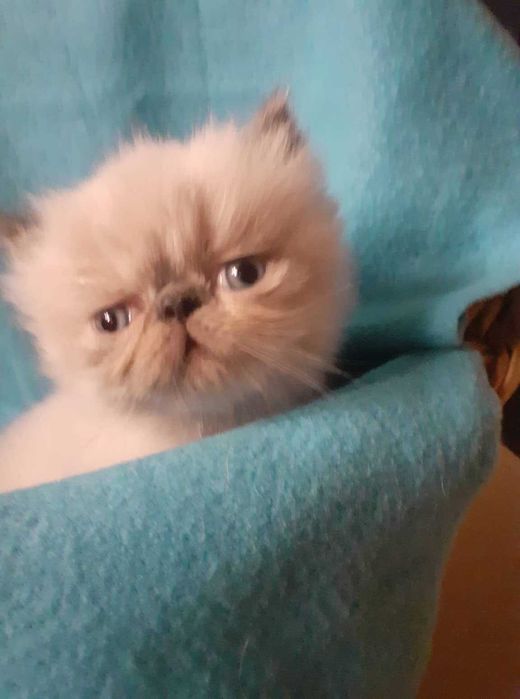 Gatinho persa Uma perfeição