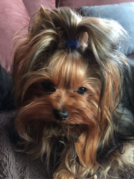 Yorkschire Terrier