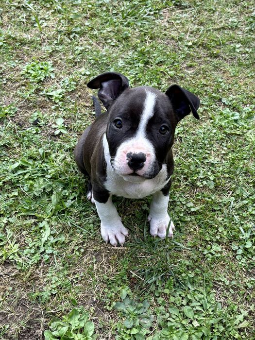 Szczeniak amstaff suczka