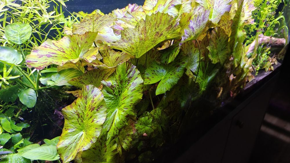 Lotos, rośliny akwariowe, piękne z własnej hodowli