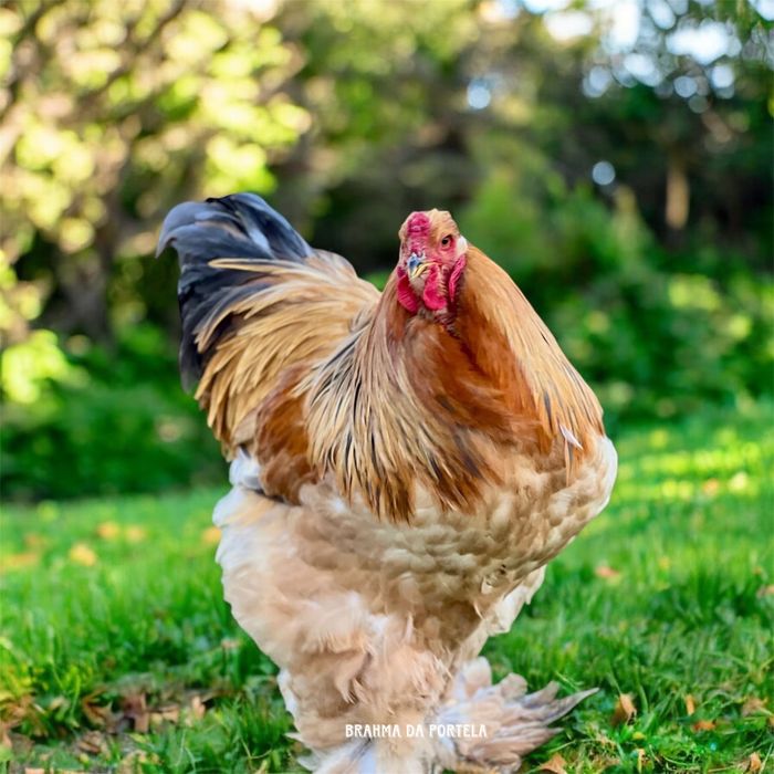 BRAHMA BUFF NEGRO / AZUL ( OVOS )
