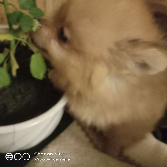 Хлопчик Померанський шпіц