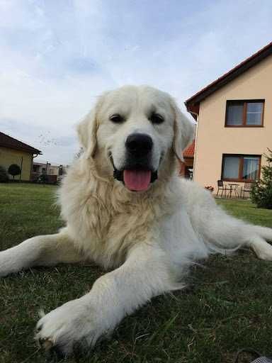 golden retriever szczeniak