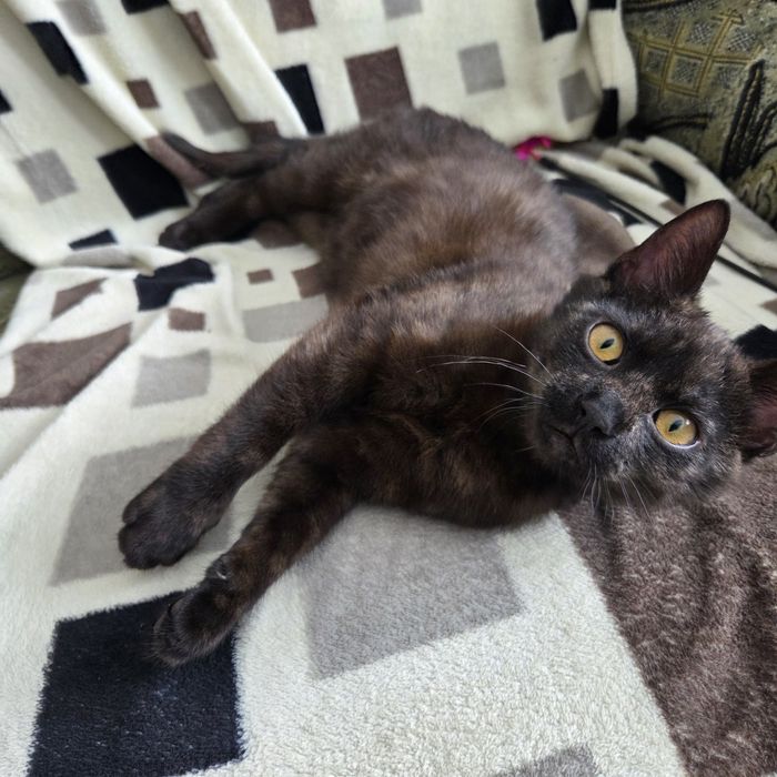 Безкоштовно котик