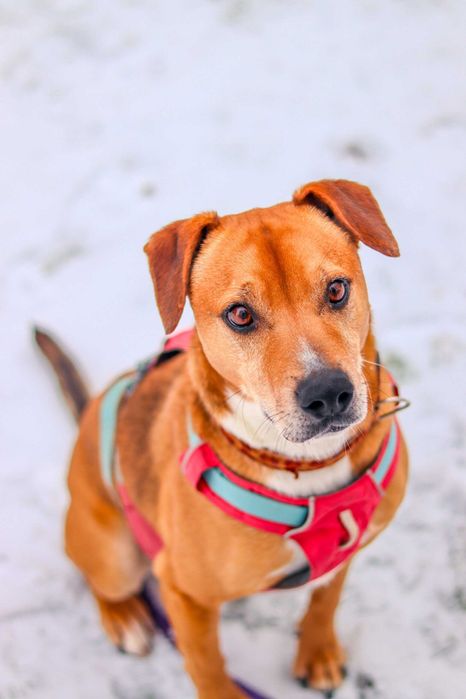 Pies do adopcji- samiec Toto