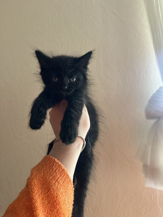 В добрі руки кошеня