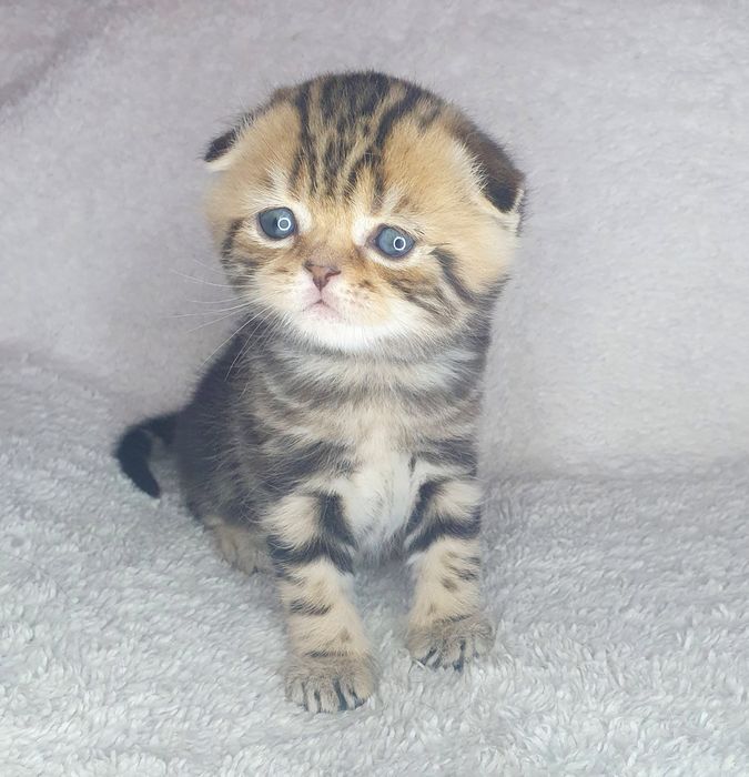 Чистокровний висловухий Бублик