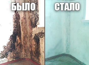 Удаление плесени, грибка. Уничтожение плесени. Обработка от плесени.