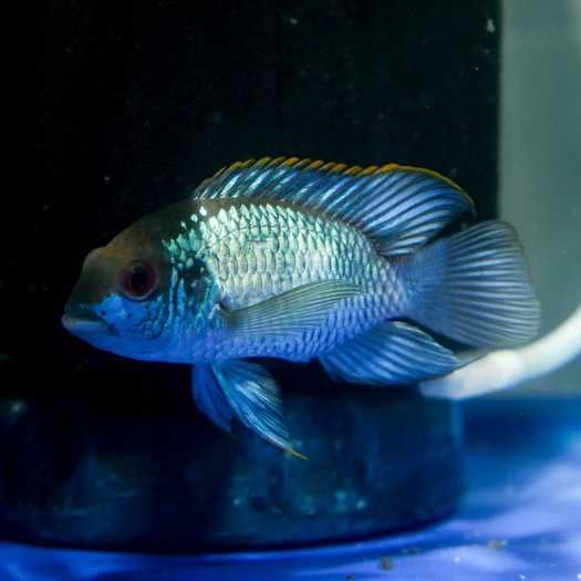 GB Akara Electric Blue - dowóz ryb!