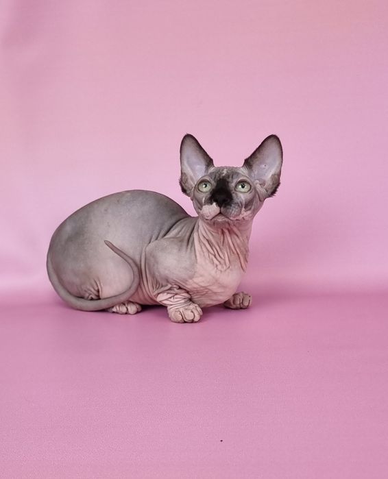 Бамбино мальчик предлагается