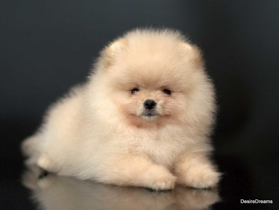 Неймовірна дівчинка шпіца