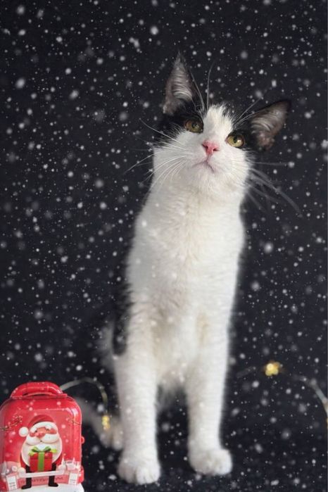 Котик в пошуках родини