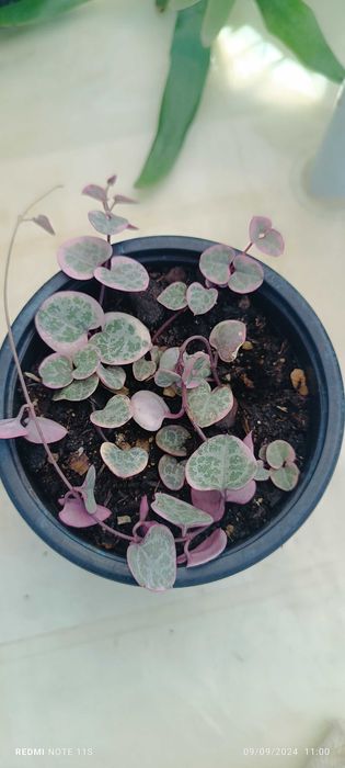 Suculentas pouco comuns