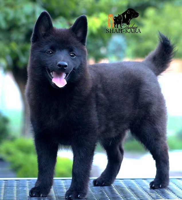 Шикарний хлопчик Шипперке