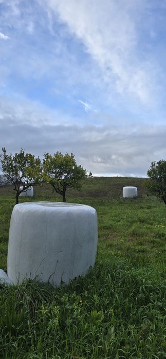Feno silagem de erva nascida