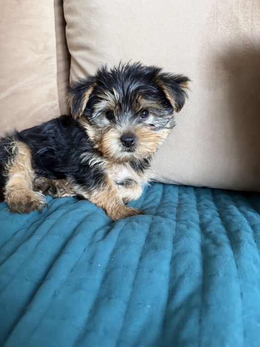 Szczeniak Yorkshire Terrier