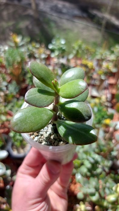 Crassula Roger Hyan  rare crassula*