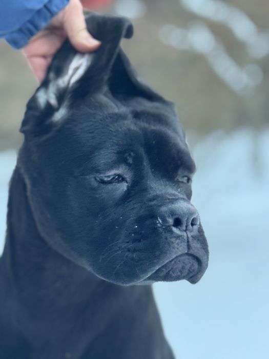 Чудова дівчінка Кане Корсо (Cane Corso Italiano)