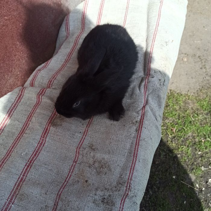 Кролики самки та самці