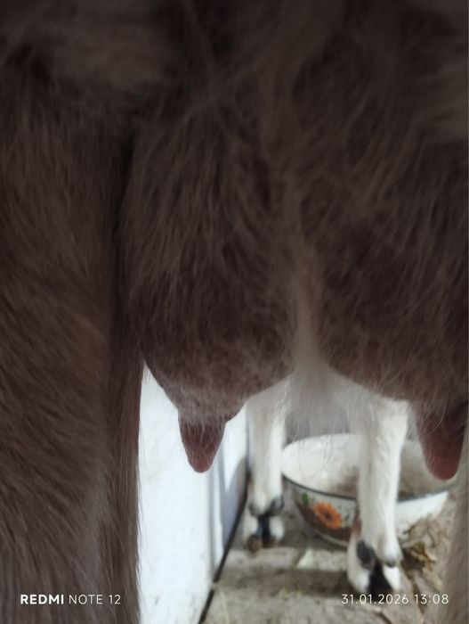 Продам молоду козу