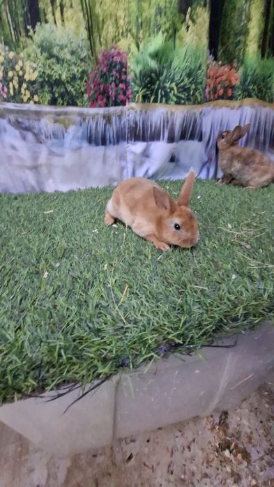 Coelhos Rex laranja/ arlequim