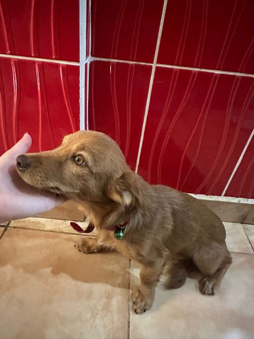 Cão para ser doado para alegrar a sua familia