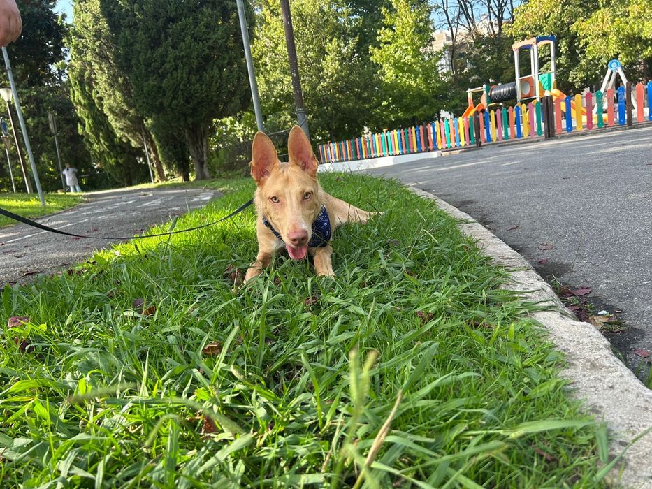 Cão raçado de podengo para adoção