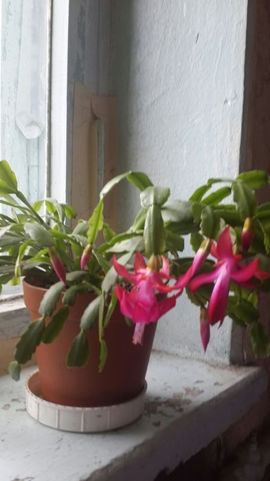 Рождественник каланхоэ каландива