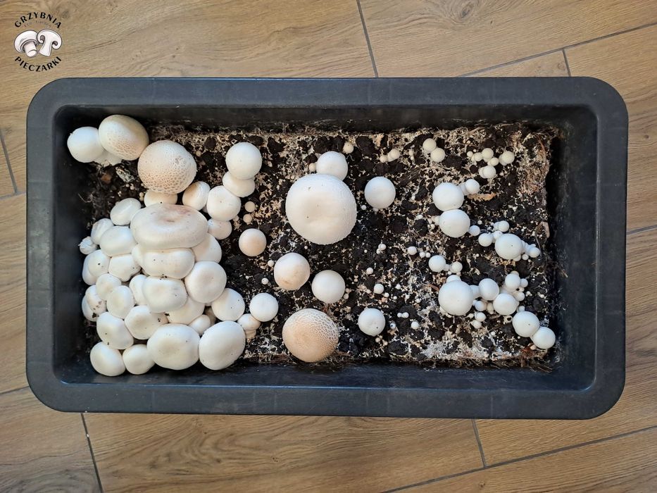 Grzybnia Biała XXL + gratisy