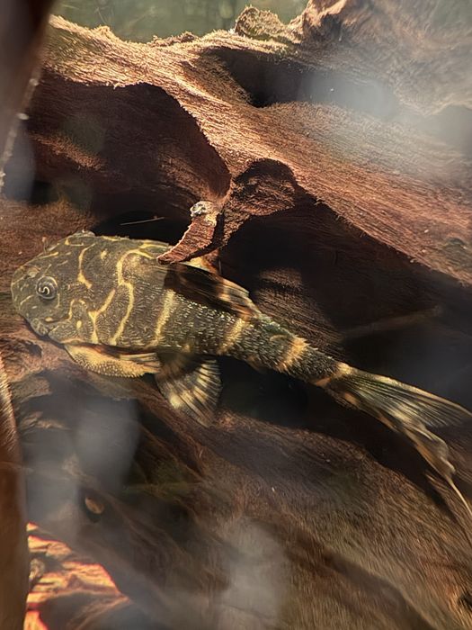 Glonojad L 104 panaqolus maccus 4-7 cm